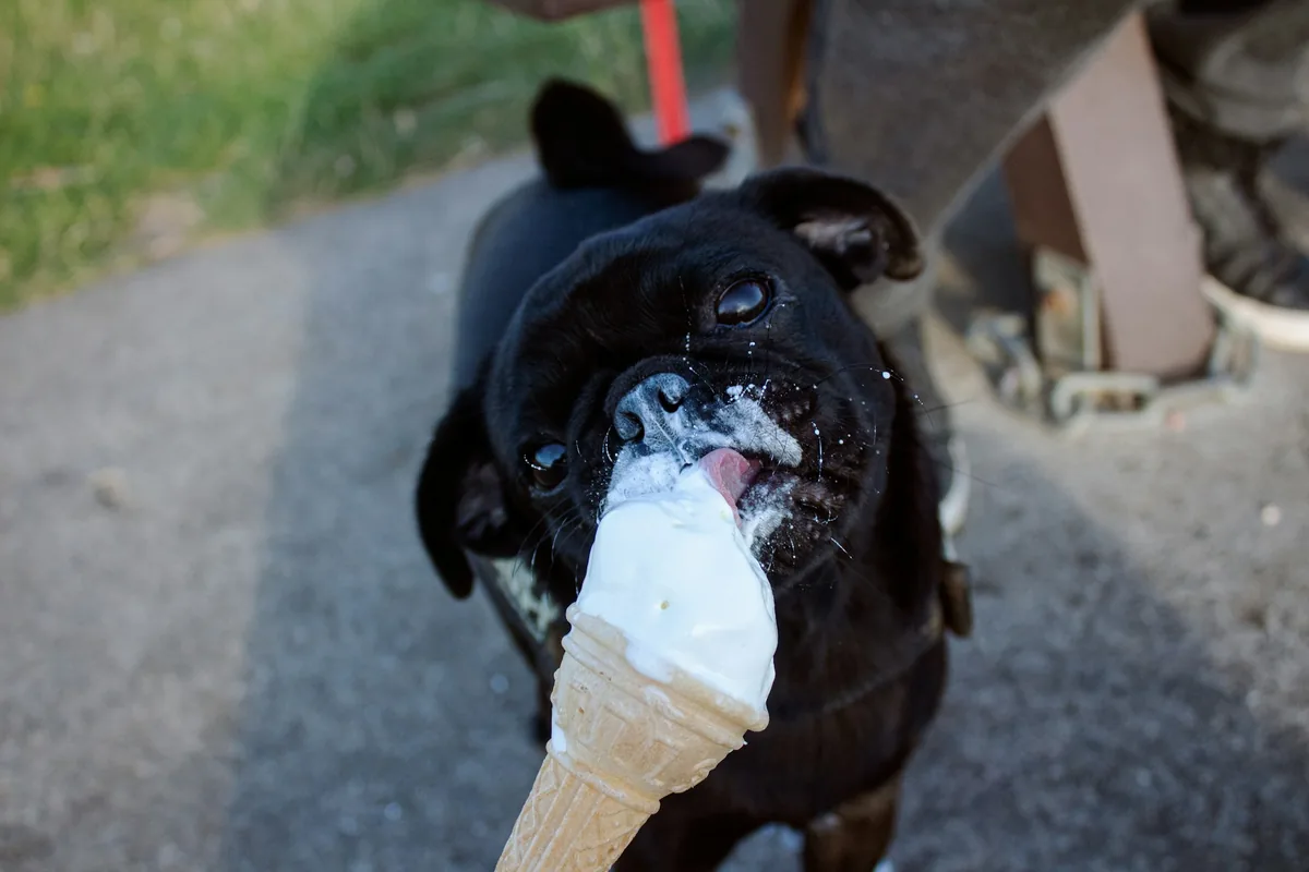 Pug-Mops negru care mananca o inghetata