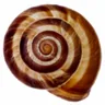 Nevertebrate logo